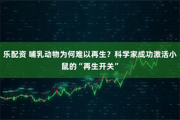 乐配资 哺乳动物为何难以再生？科学家成功激活小鼠的“再生开关”