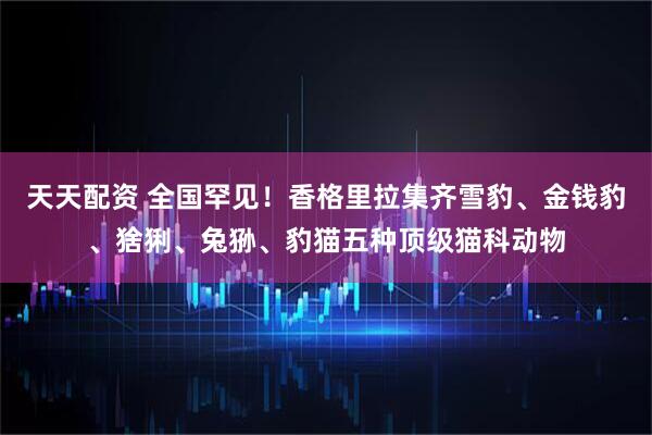 天天配资 全国罕见！香格里拉集齐雪豹、金钱豹、猞猁、兔狲、豹猫五种顶级猫科动物