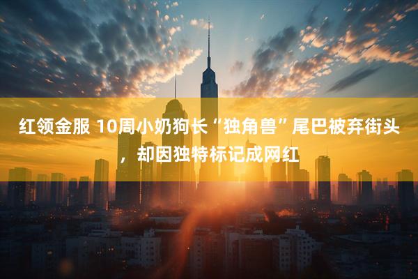 红领金服 10周小奶狗长“独角兽”尾巴被弃街头，却因独特标记成网红
