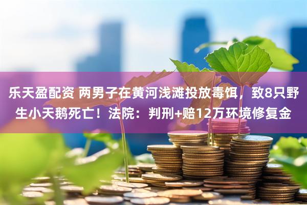 乐天盈配资 两男子在黄河浅滩投放毒饵，致8只野生小天鹅死亡！法院：判刑+赔12万环境修复金